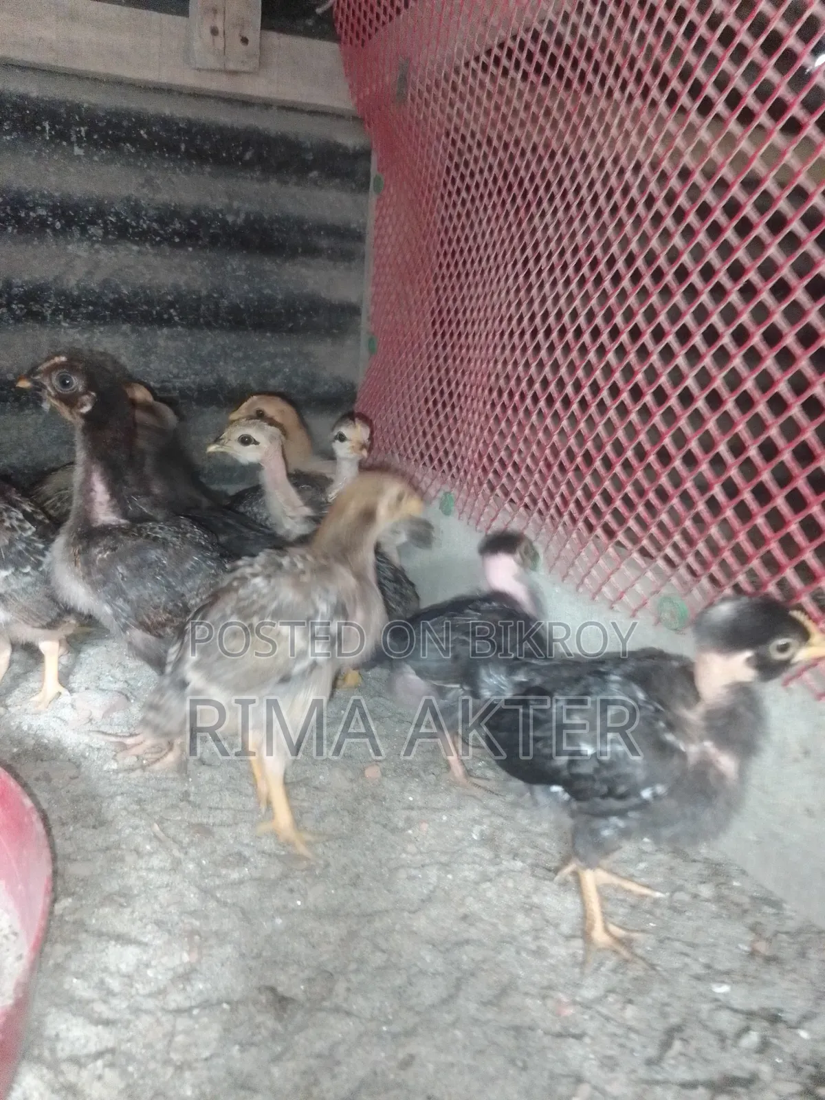 Chickens for Sale