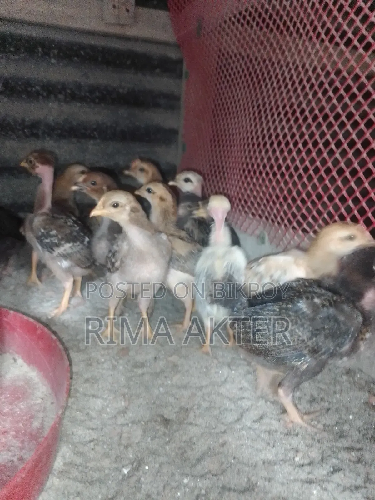Chickens for Sale
