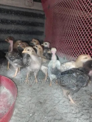 Chickens for Sale