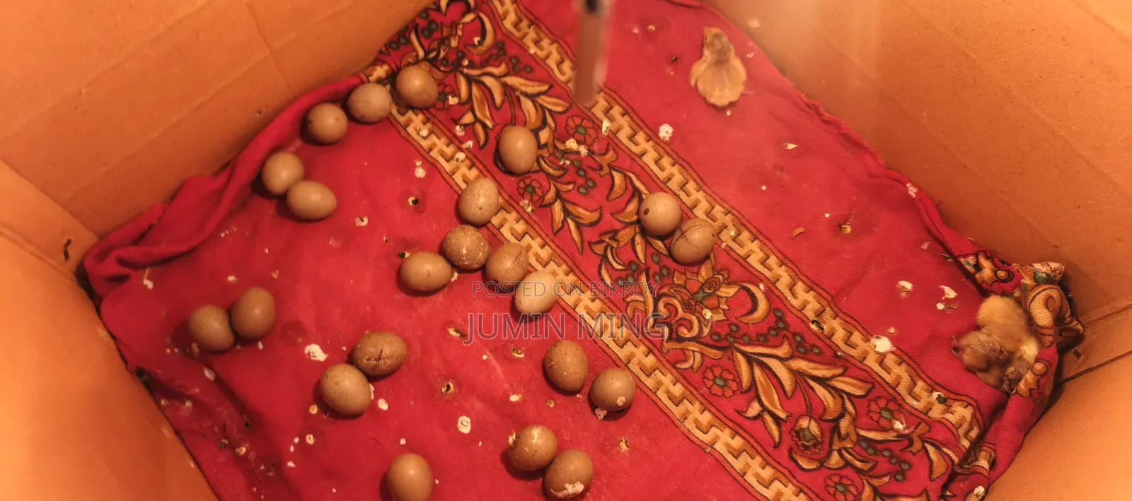King Quail breeding eggs