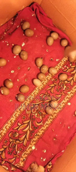 King Quail breeding eggs