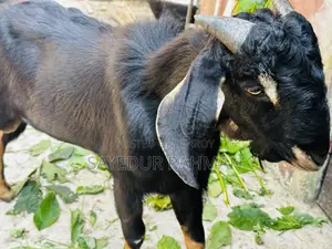 A 1.5 year old goat