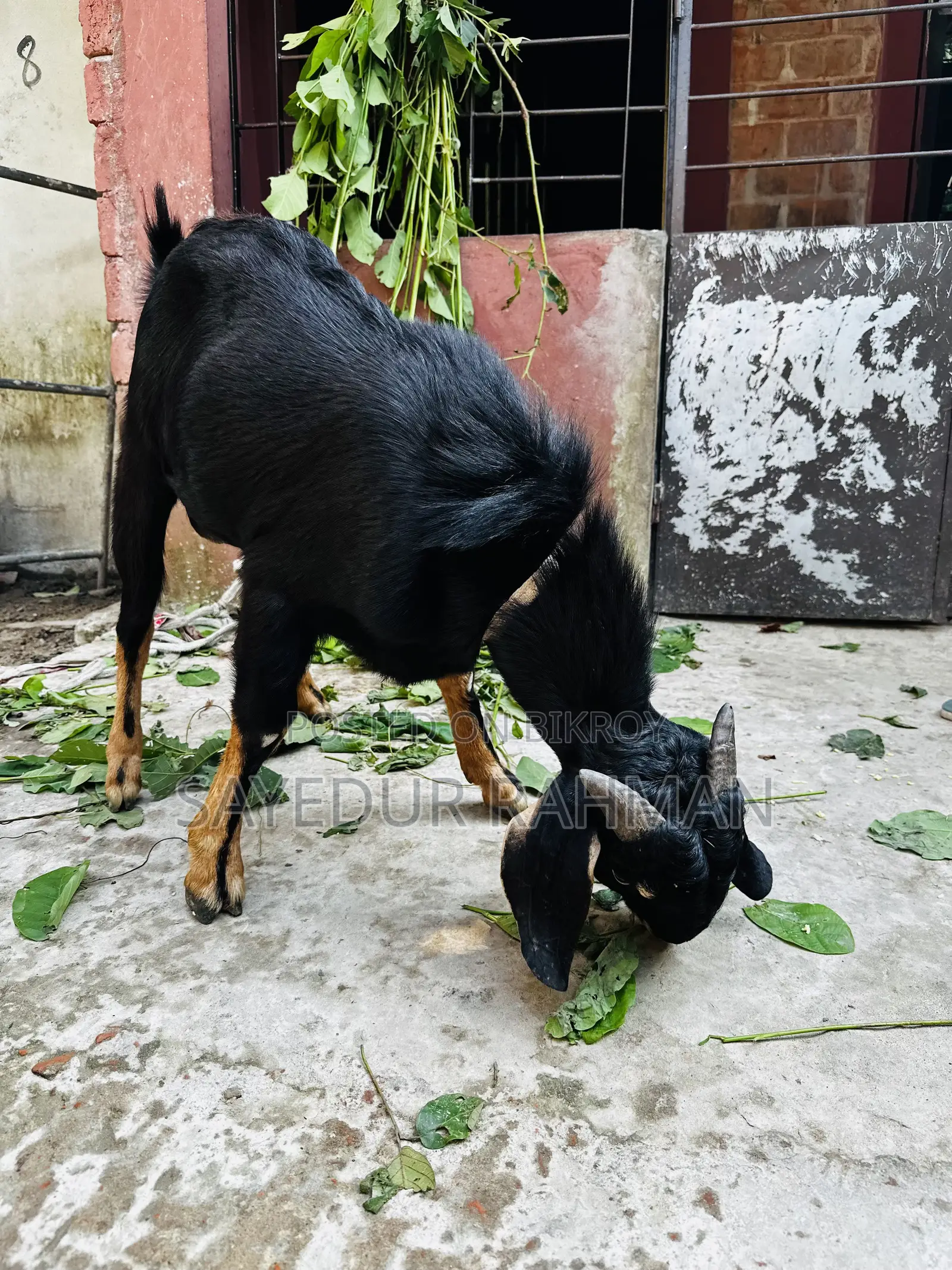A 1.5 year old goat