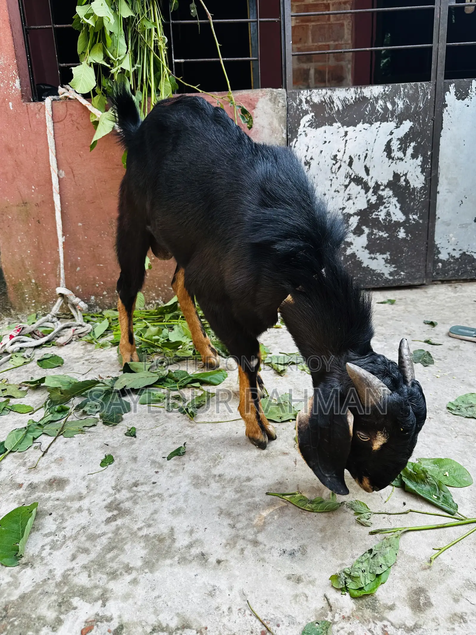 A 1.5 year old goat