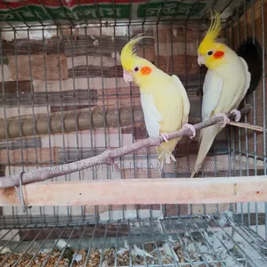 রানিং কোকাটেল পাখি বিক্রি হবে।