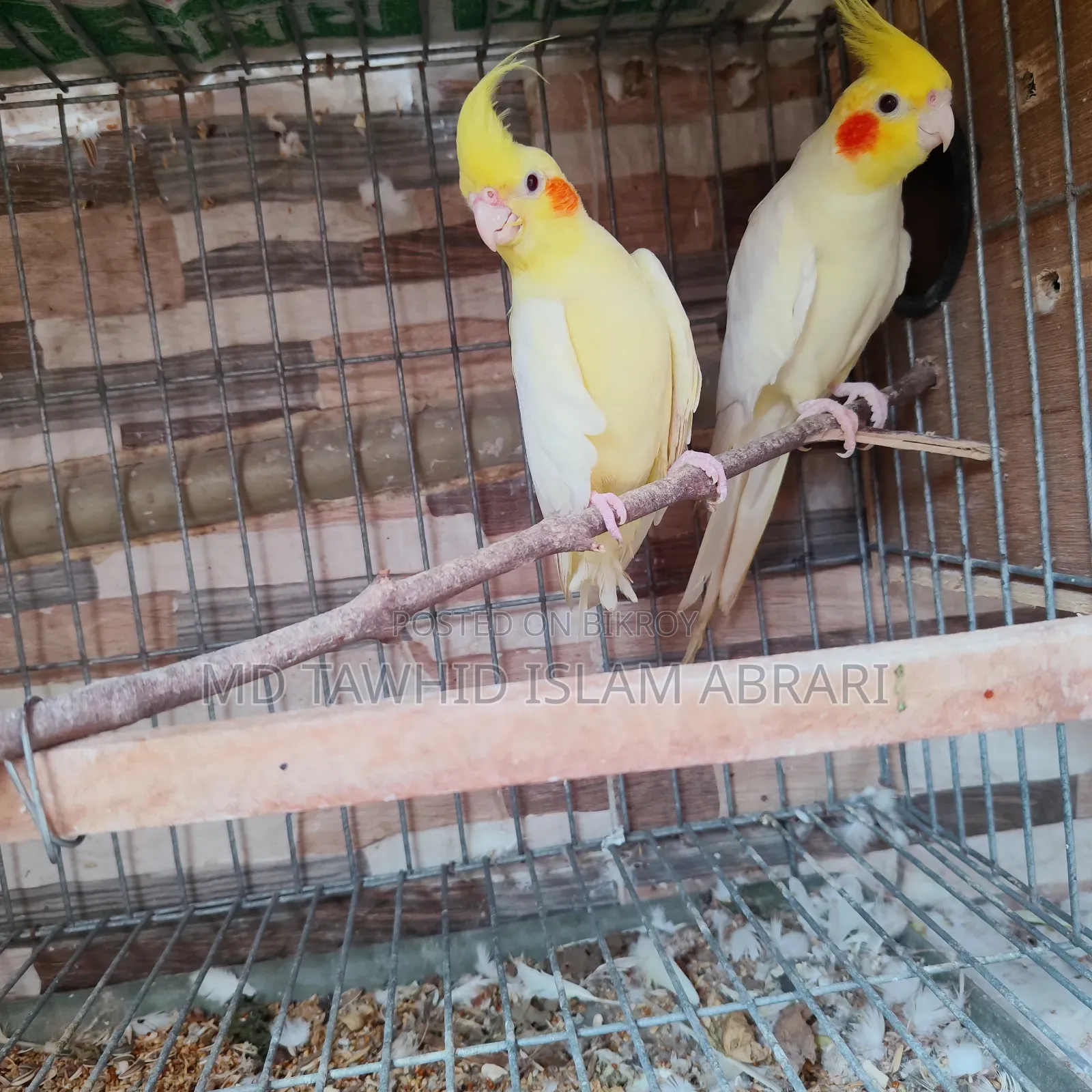 রানিং কোকাটেল পাখি বিক্রি হবে।