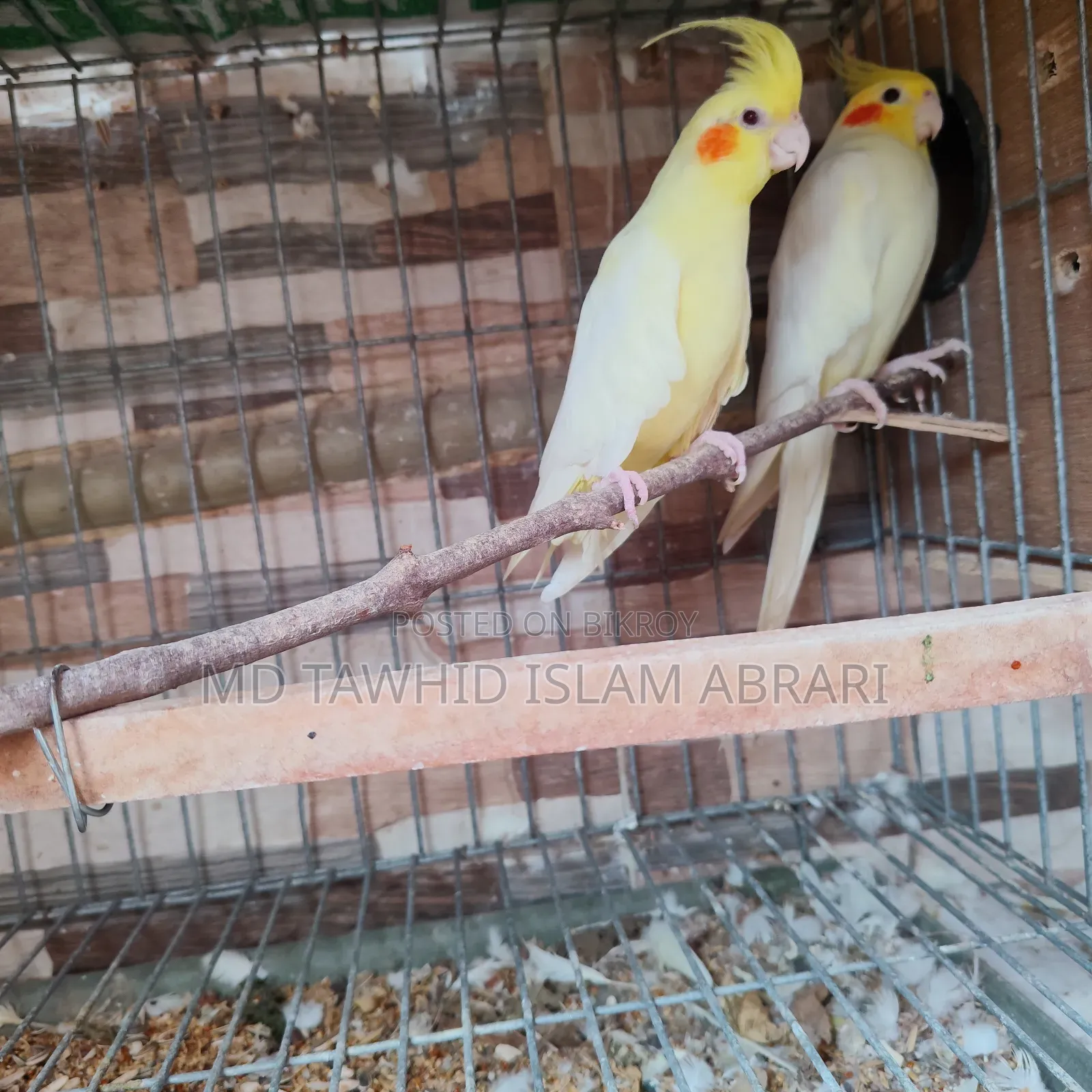 রানিং কোকাটেল পাখি বিক্রি হবে।