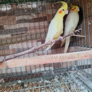 রানিং কোকাটেল পাখি বিক্রি হবে।