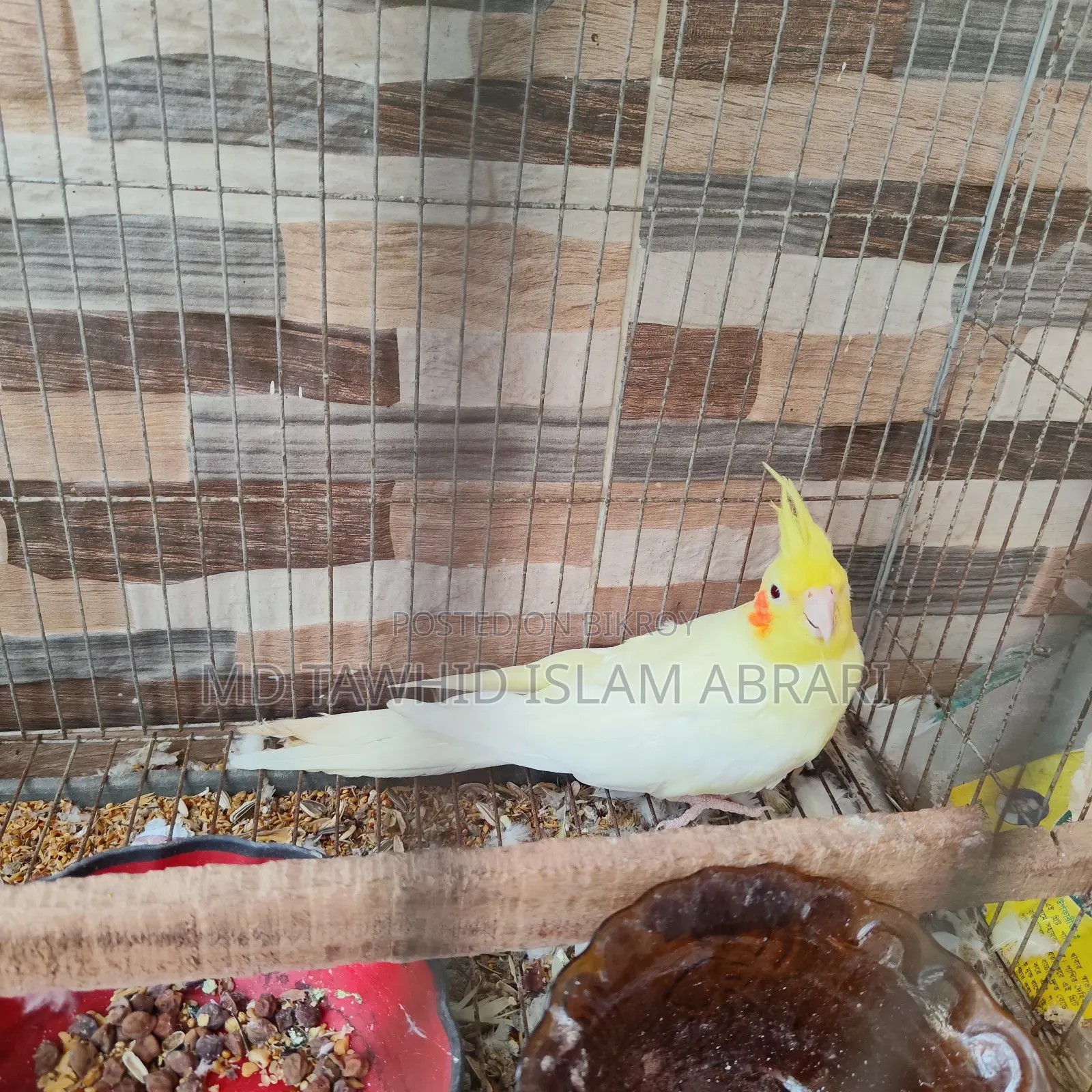 রানিং কোকাটেল পাখি বিক্রি হবে।