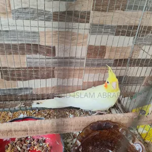 রানিং কোকাটেল পাখি বিক্রি হবে।