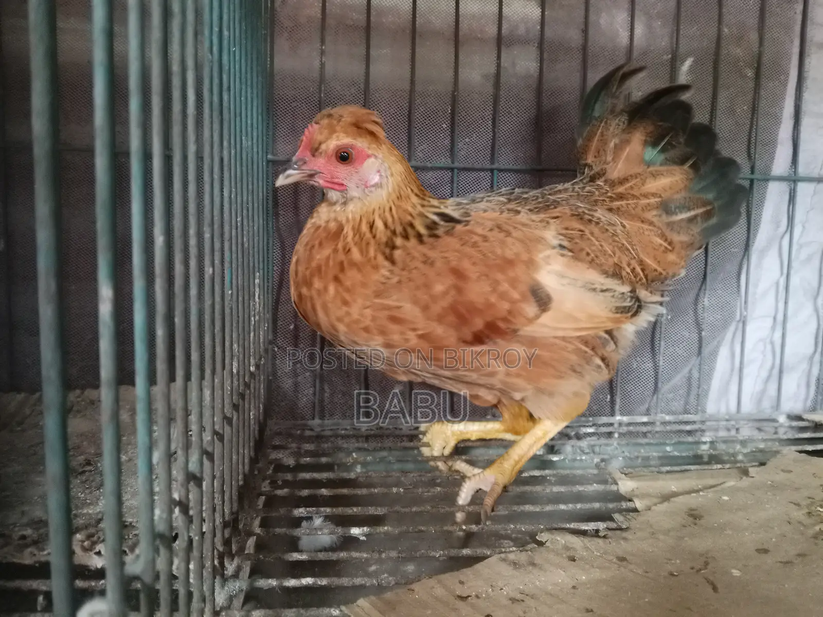 Pure Deshi Chicken