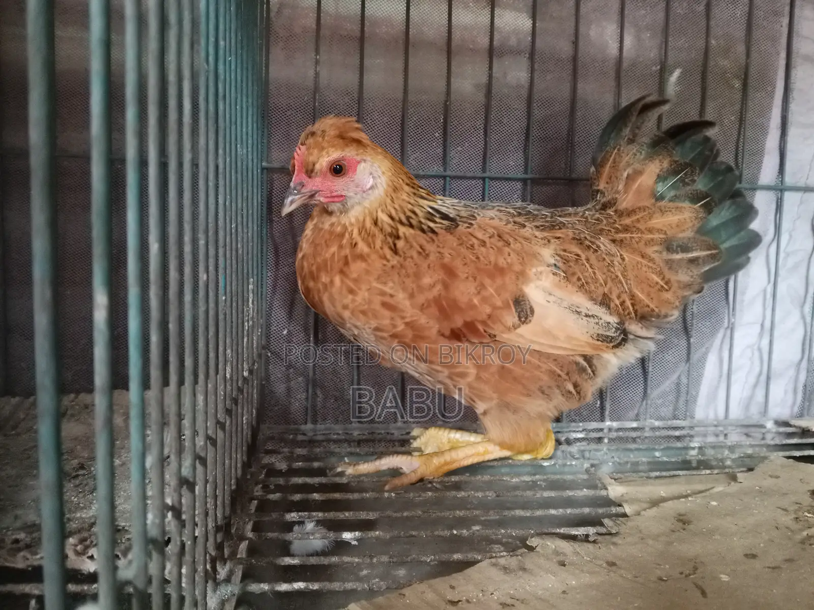 Pure Deshi Chicken