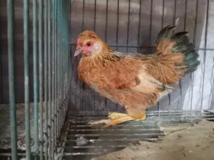 Pure Deshi Chicken