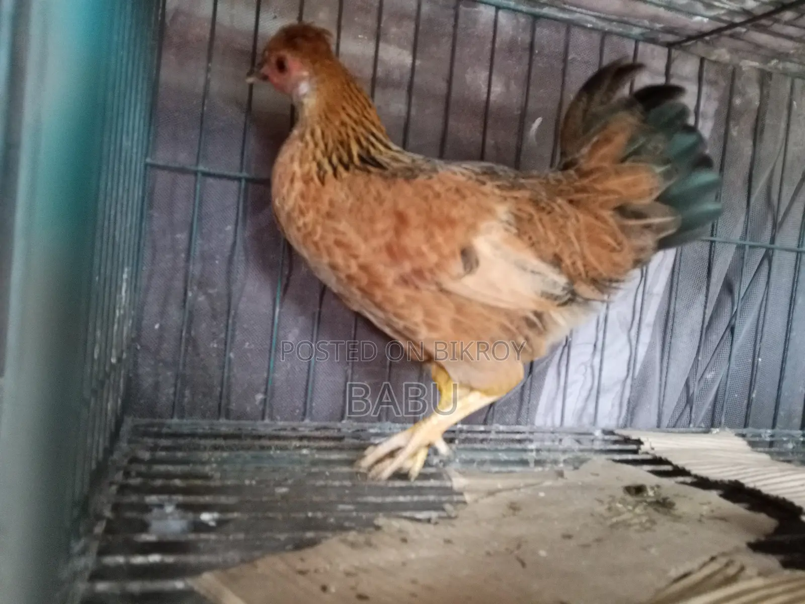 Pure Deshi Chicken