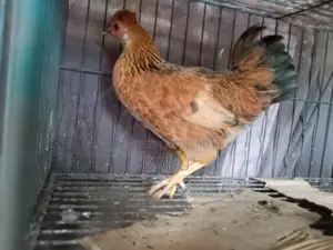 Pure Deshi Chicken