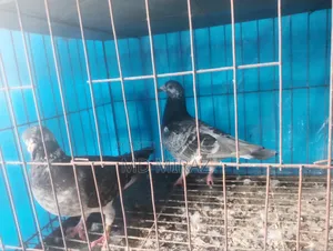 টাইগার গ্রিজেল