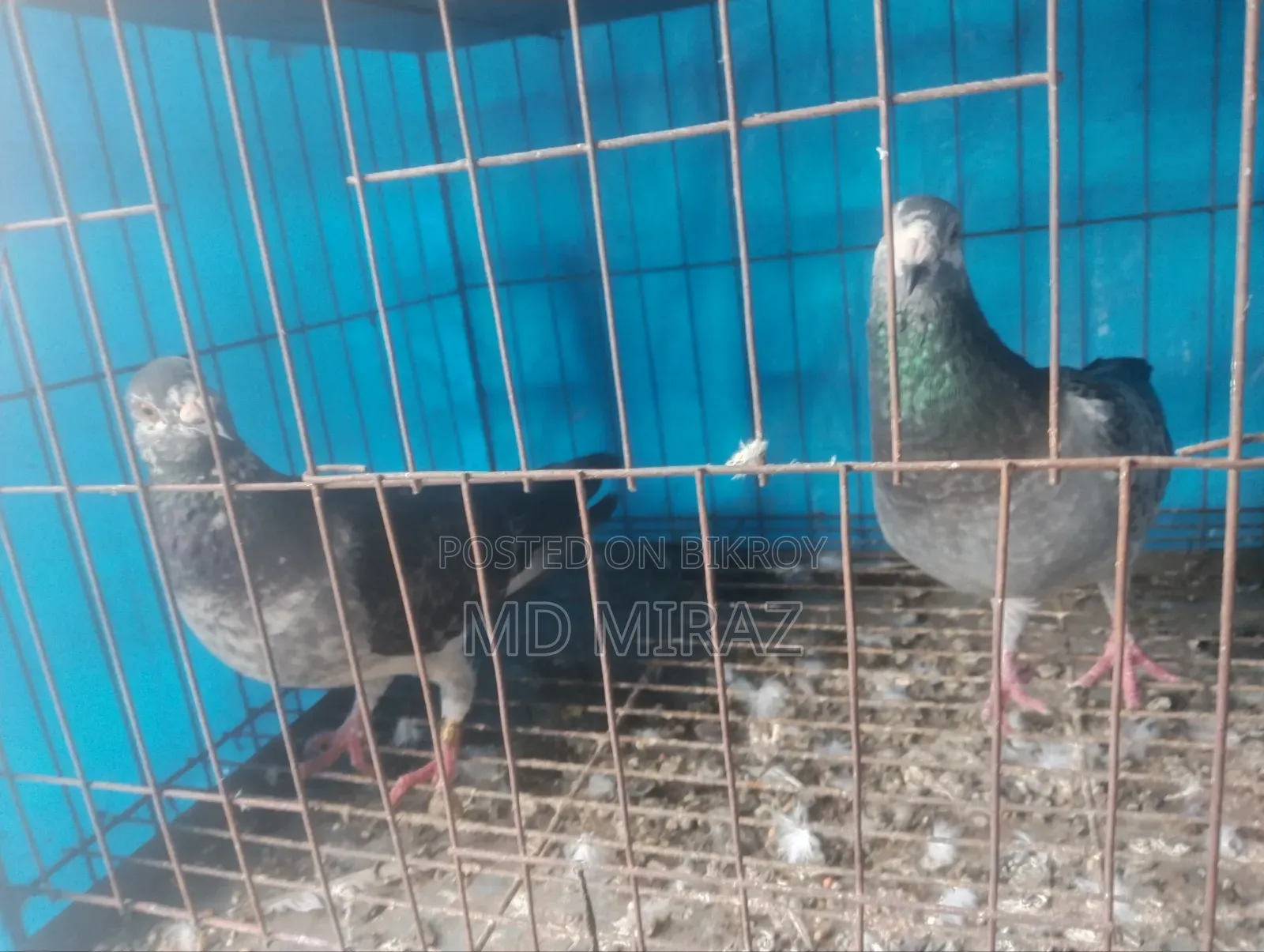 টাইগার গ্রিজেল