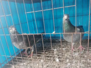 টাইগার গ্রিজেল