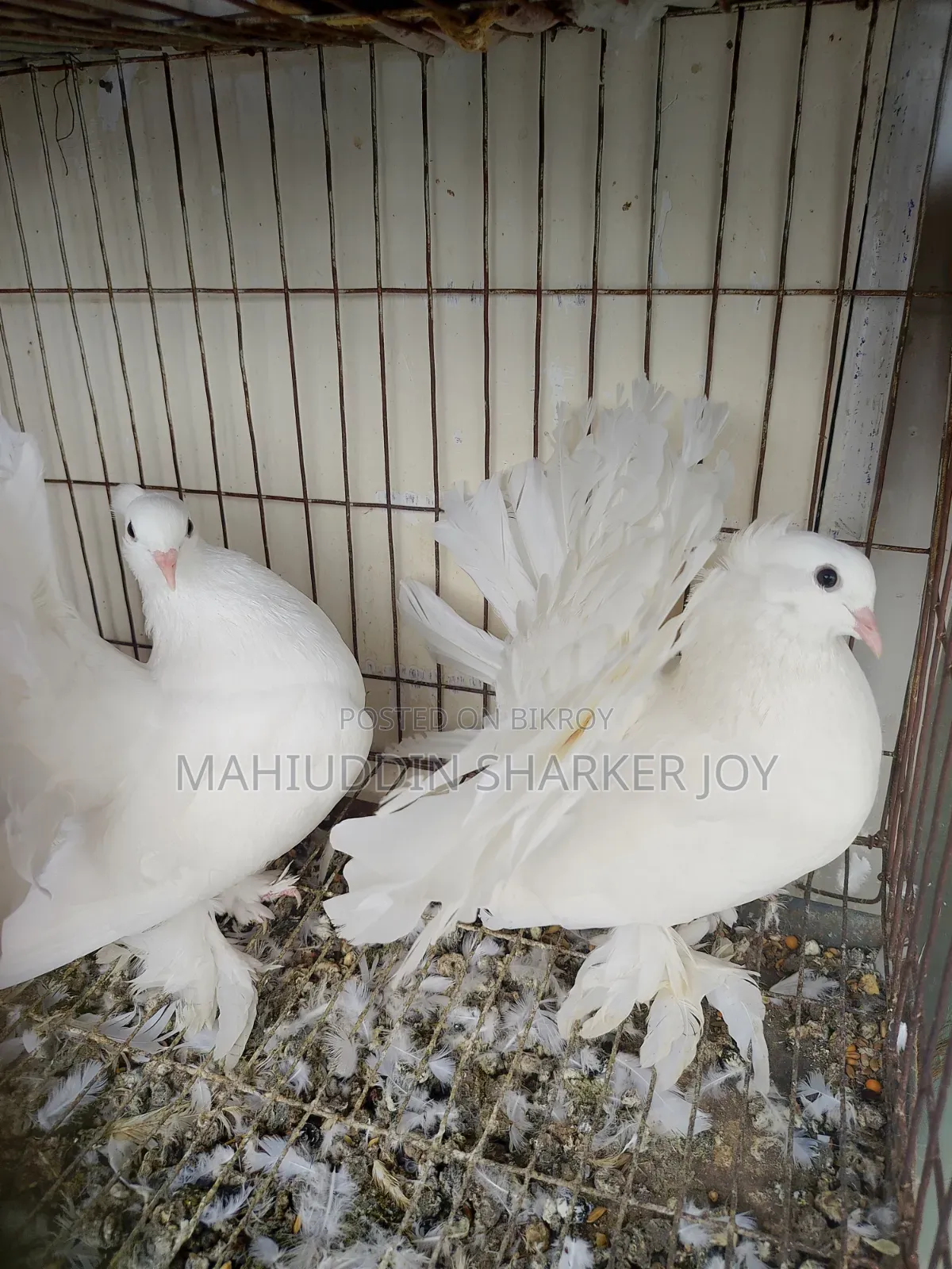 Lokhha Pair Pigeons