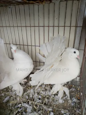 Lokhha Pair Pigeons