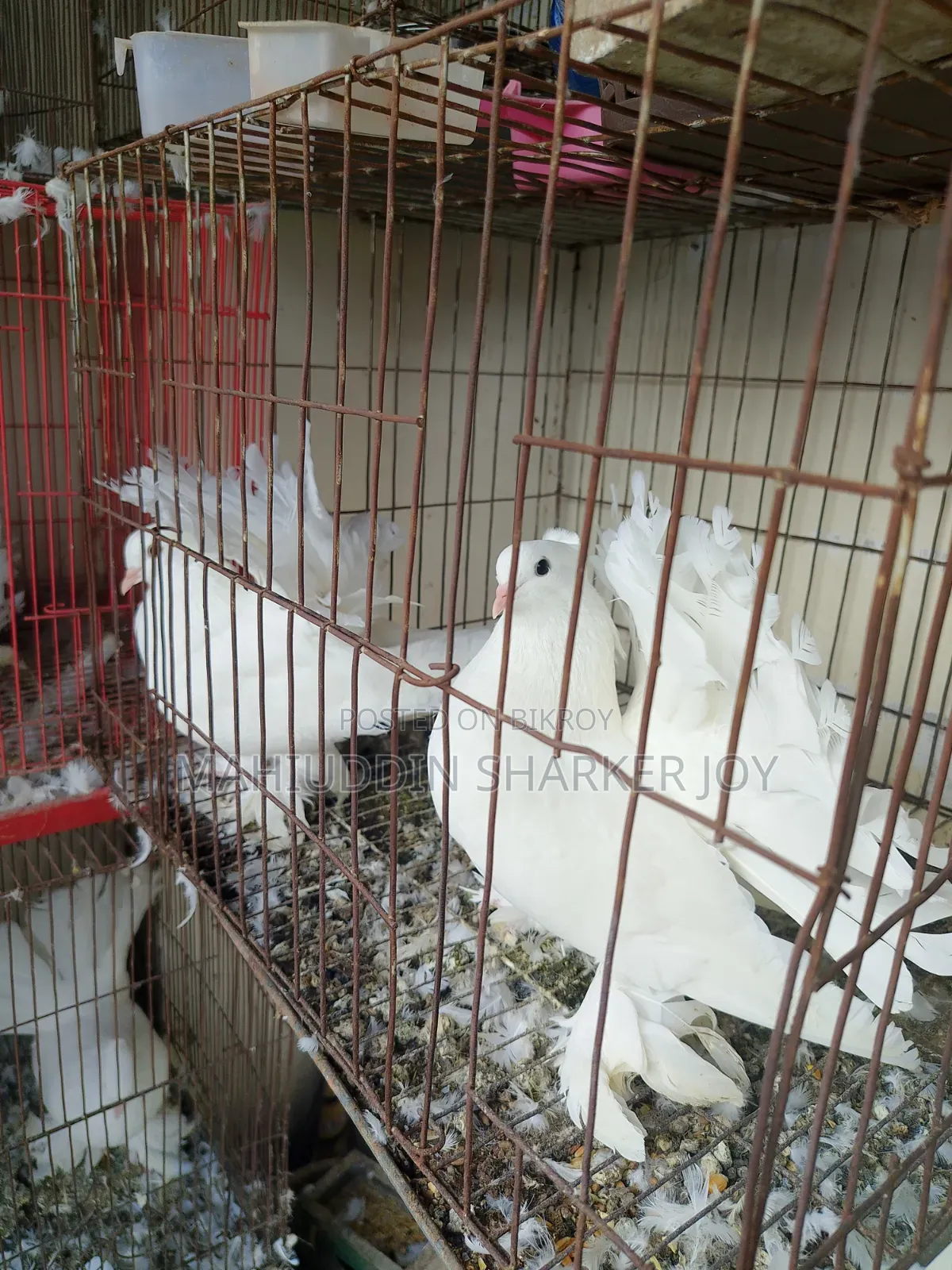 Lokhha Pair Pigeons