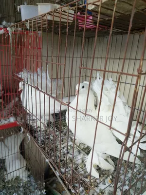 Lokhha Pair Pigeons