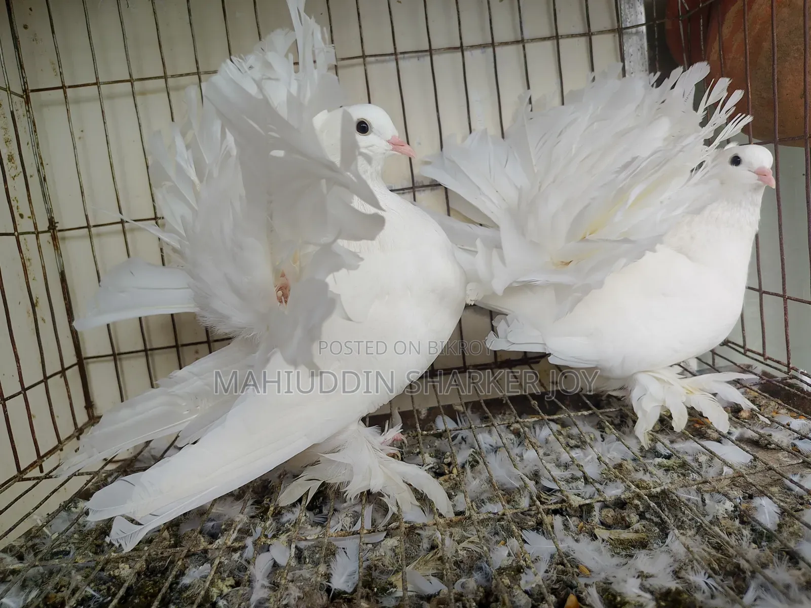Lokhha Pair Pigeons