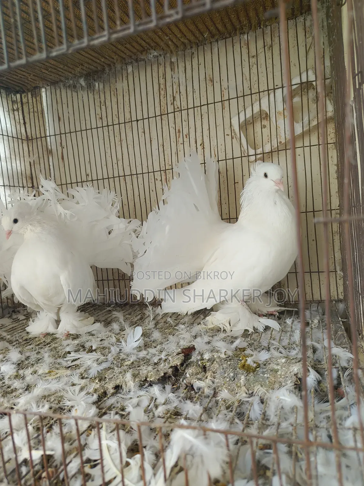 Lokhha Pair Pigeons