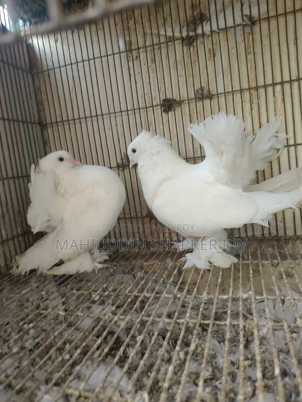 Lokhha Pair Pigeons