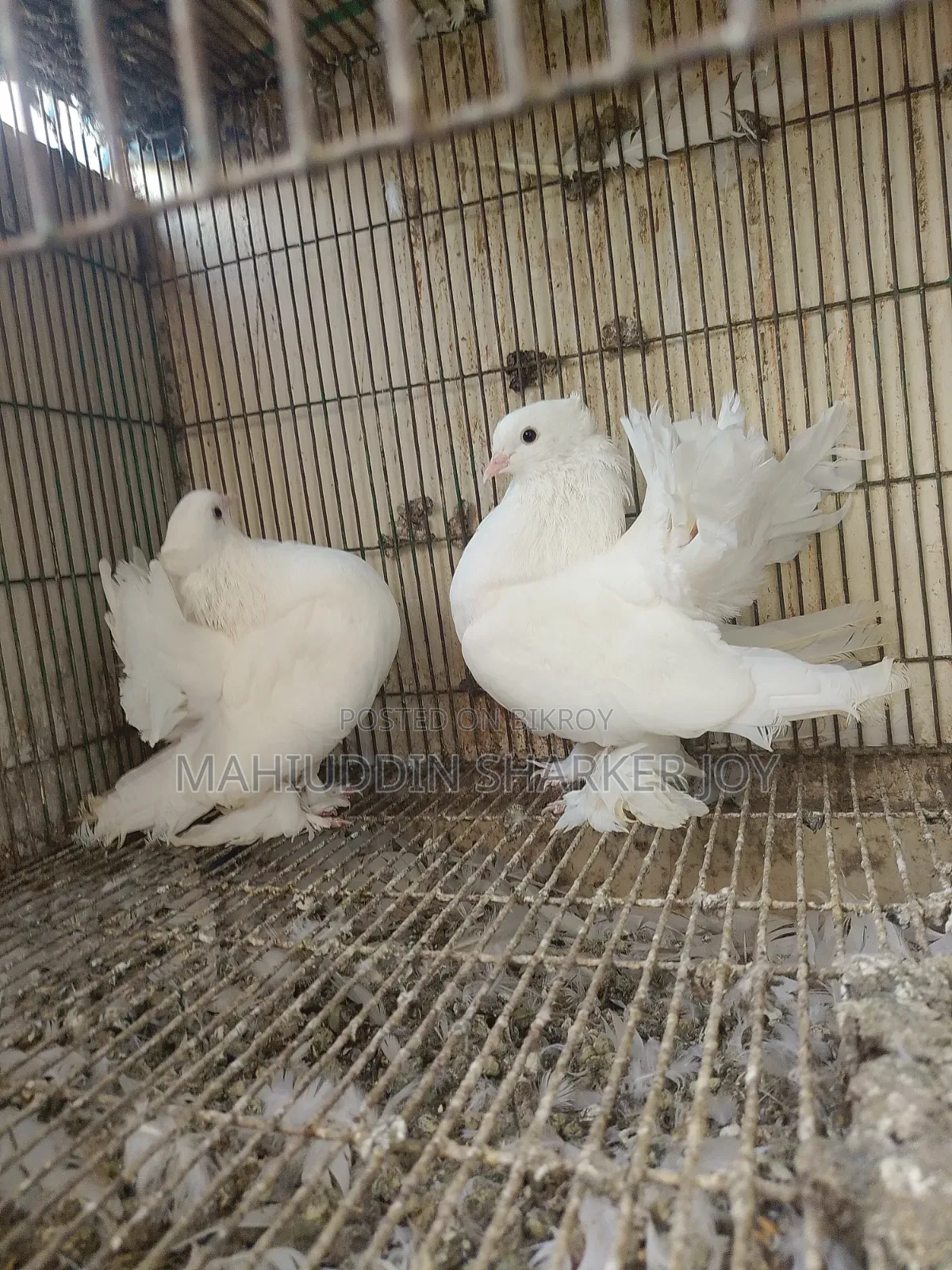 Lokhha Pair Pigeons