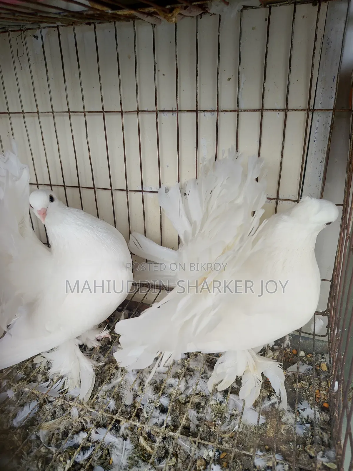 Lokhha Pair Pigeons
