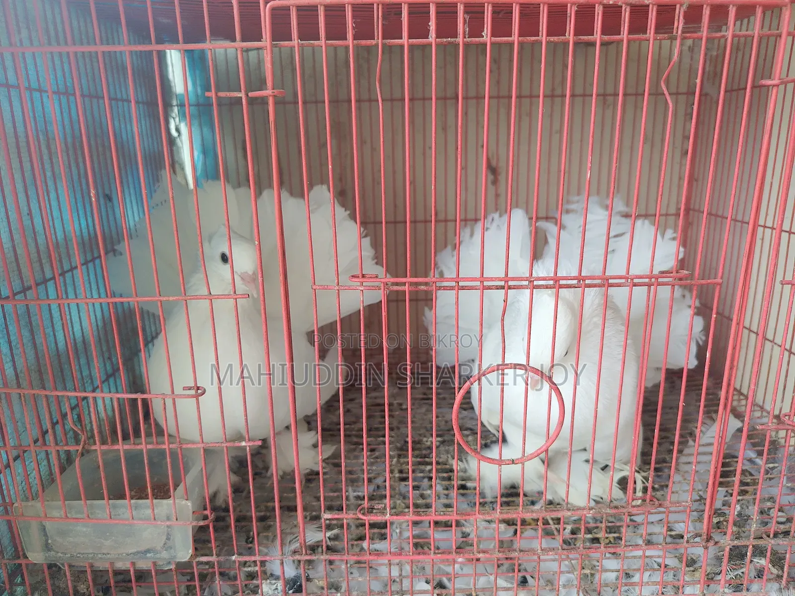 Lokhha Pair Pigeons