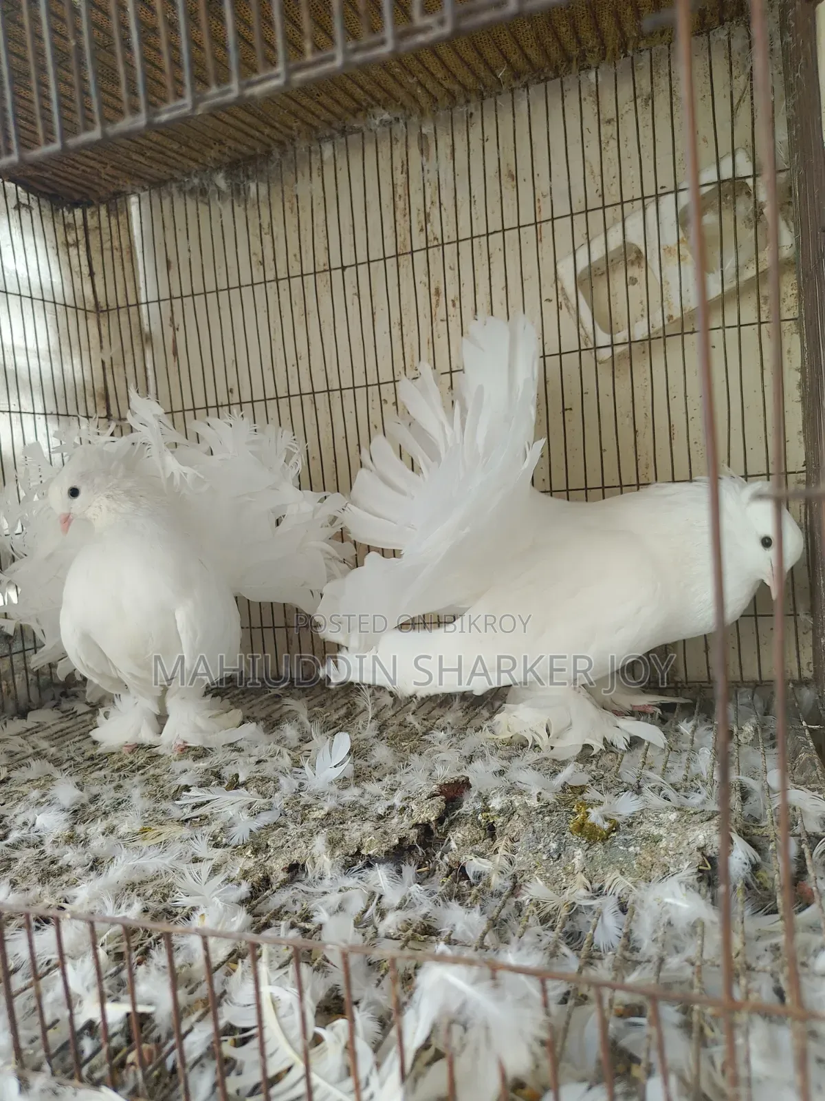Lokhha Pair Pigeons