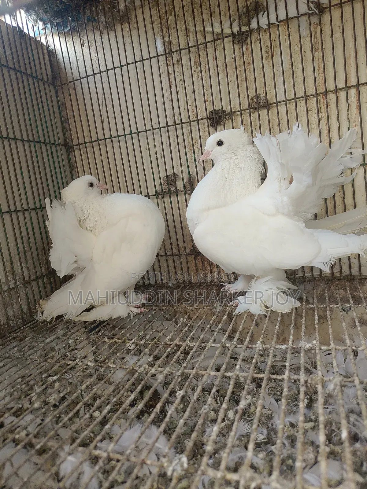 Lokhha Pair Pigeons