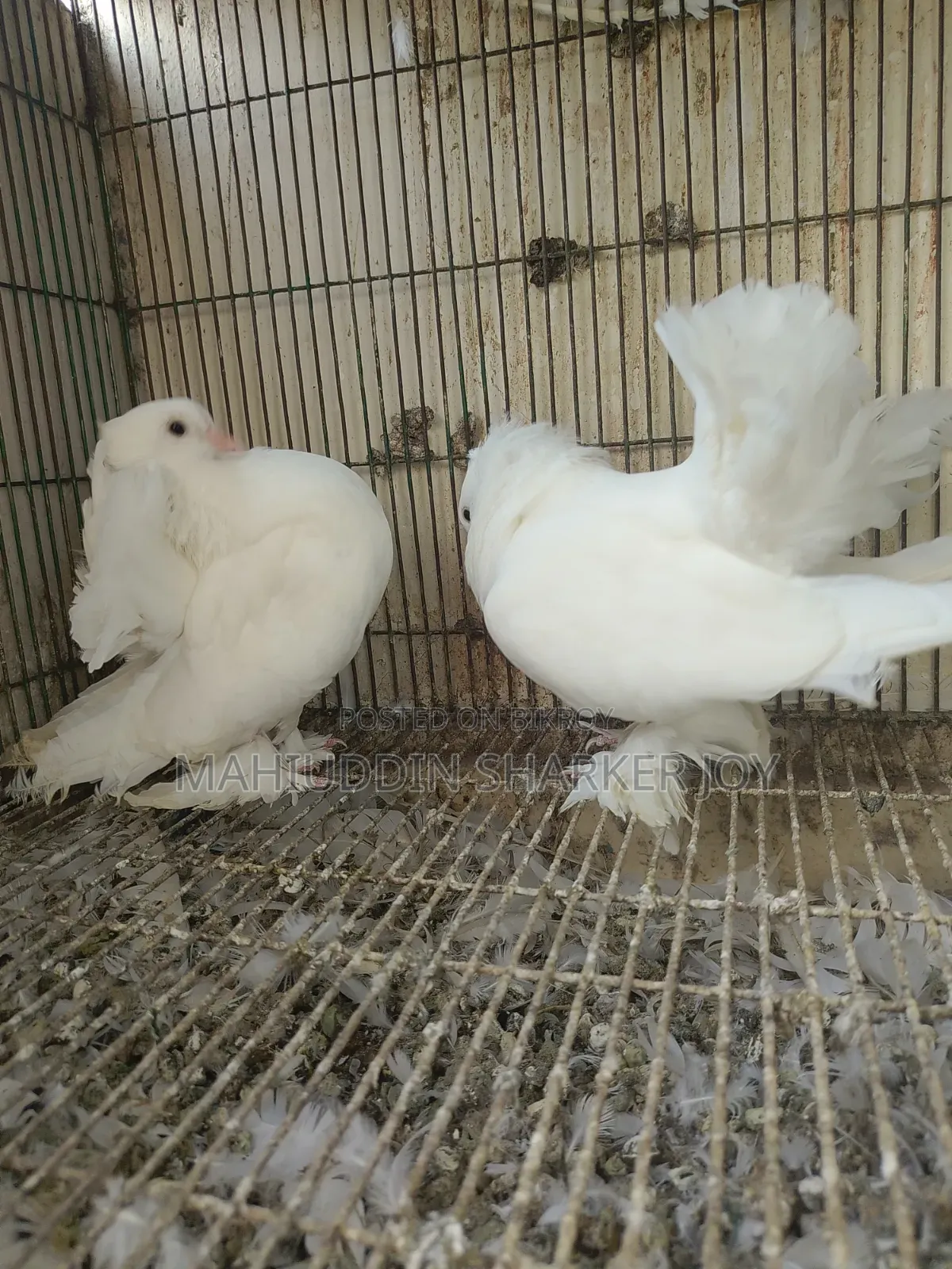 Lokhha Pair Pigeons
