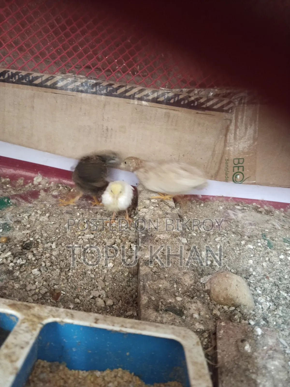 কিং কোয়েল