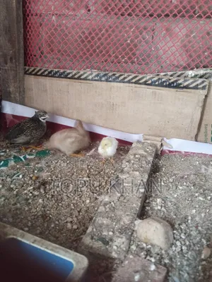 কিং কোয়েল