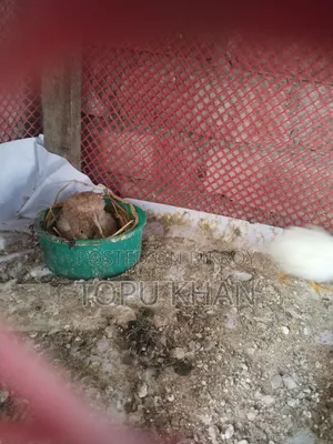 কিং কোয়েল