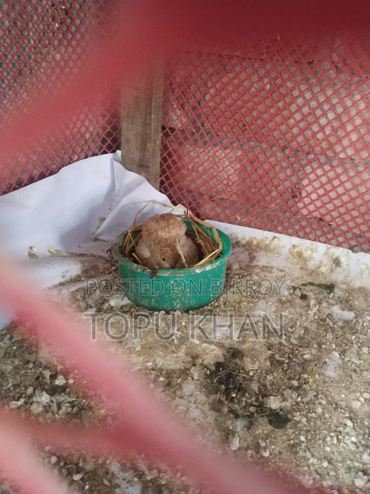 কিং কোয়েল