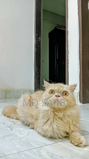 ৬-১২ মাস বয়সী পুরুষ পিওরব্রেড পার্সিয়ান