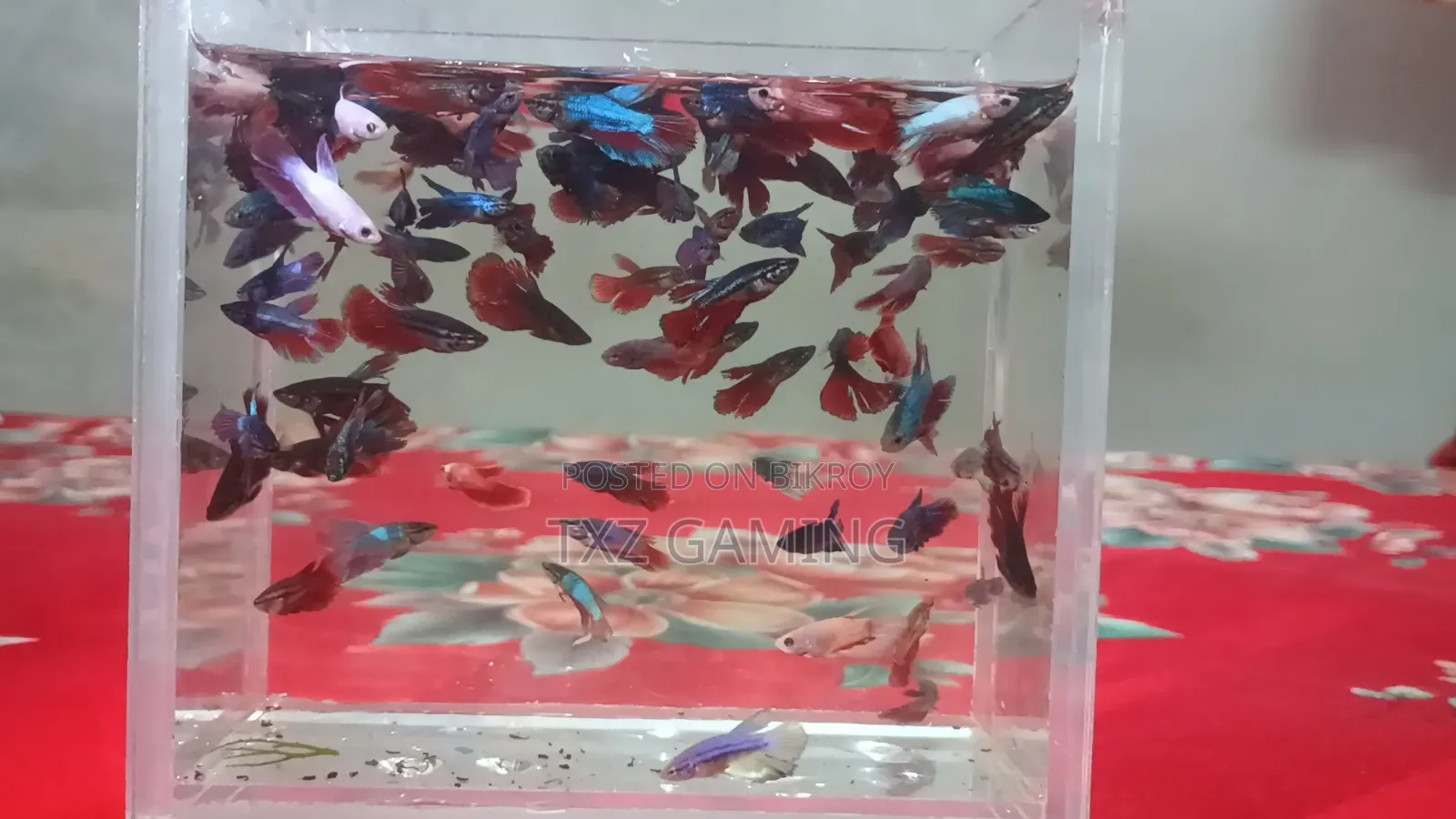 হাফমুন বেট্টা ফ্রাই