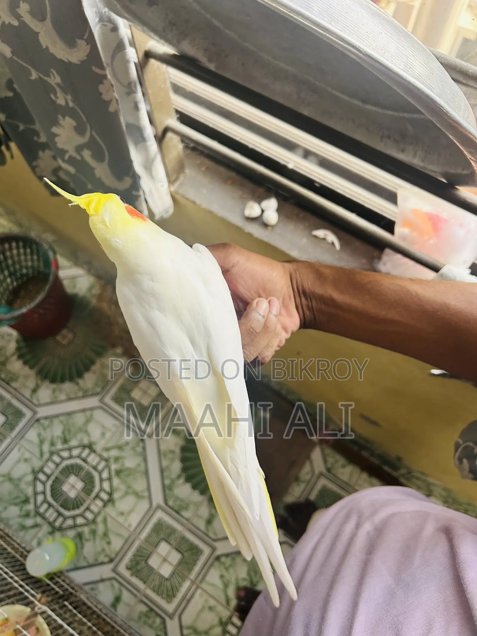 কাকাটেল এবং লাভবার্ড
