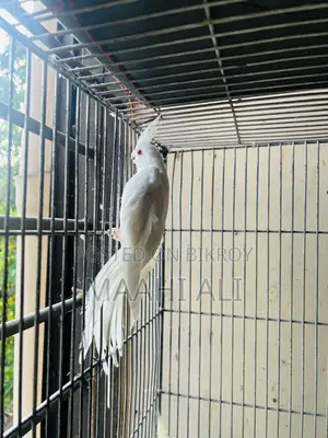 কাকাটেল এবং লাভবার্ড