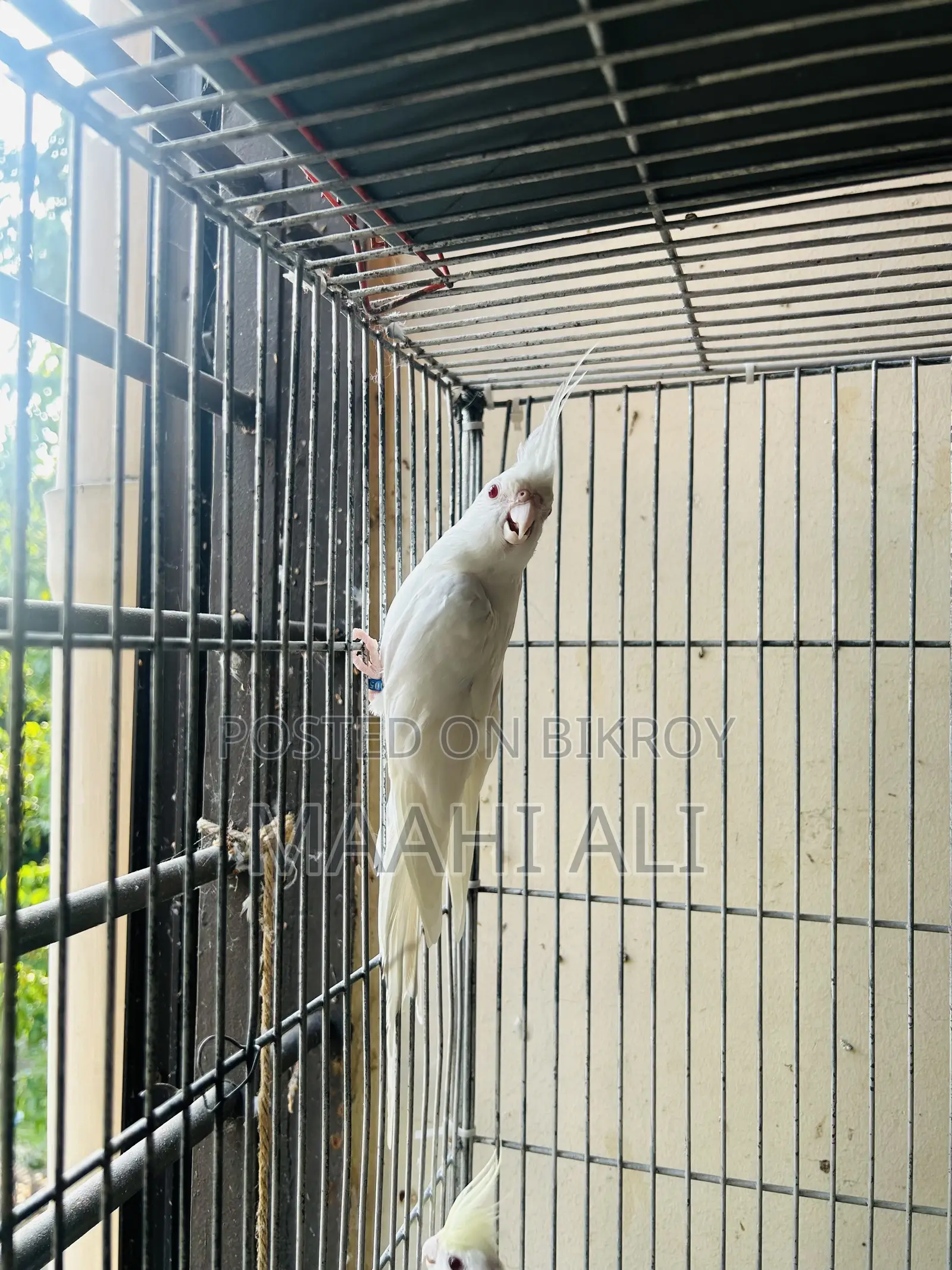 কাকাটেল এবং লাভবার্ড