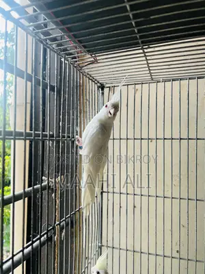 কাকাটেল এবং লাভবার্ড