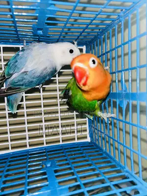 কাকাটেল এবং লাভবার্ড