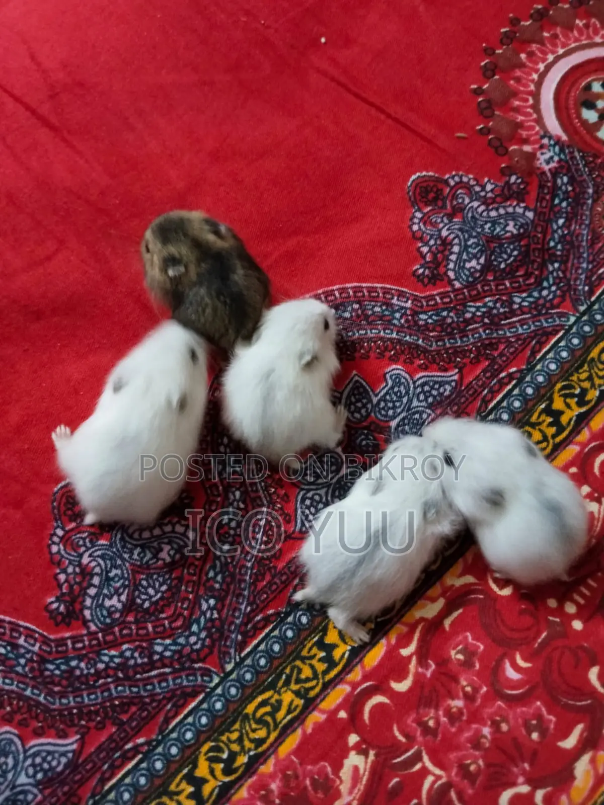 Winter White Hamster