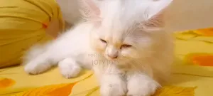 ১-৩ মাসের স্ত্রী খাঁটি পার্সিয়ান