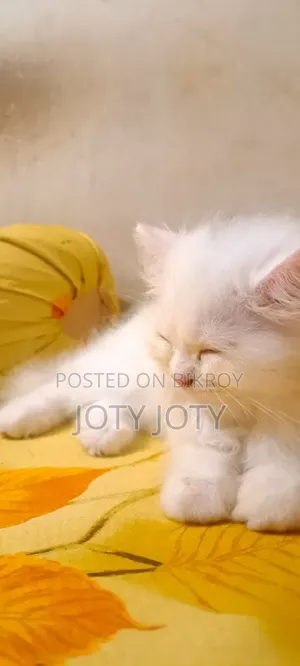 ১-৩ মাসের স্ত্রী খাঁটি পার্সিয়ান