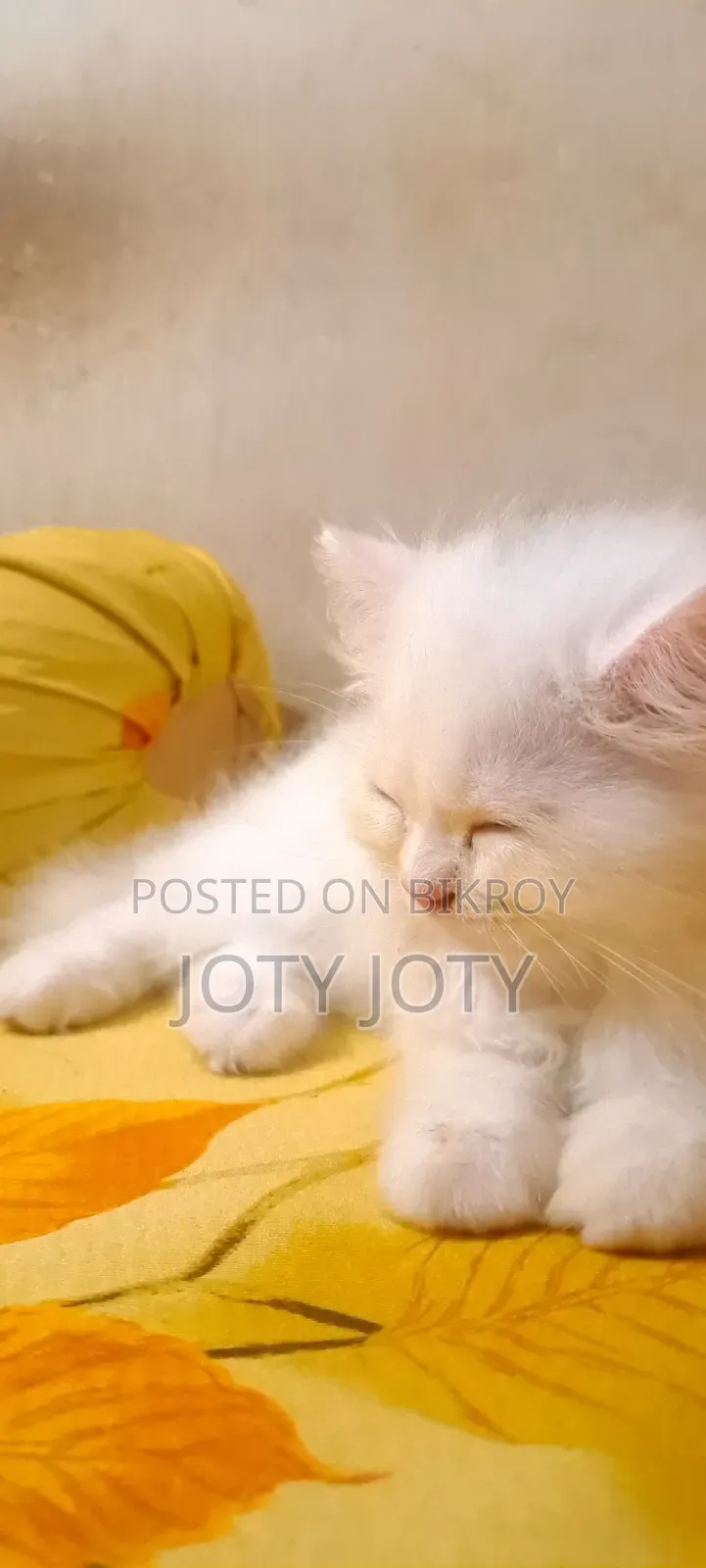 ১-৩ মাসের স্ত্রী খাঁটি পার্সিয়ান